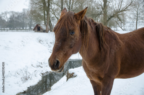 Portrait of horse on white winter iced snowy background isolated