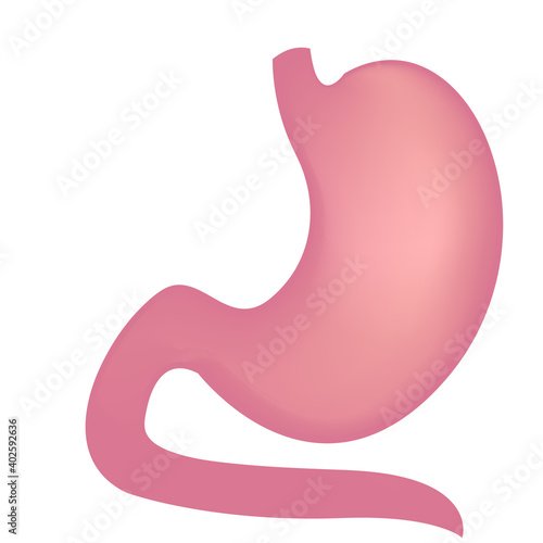 Healthy stomach human body illustration on a white background for use in medical theme design