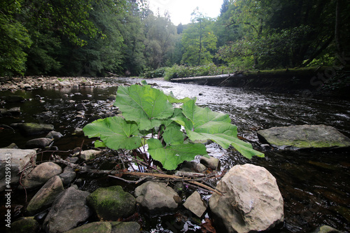 Wutachschlucht im Schwarzwald photo