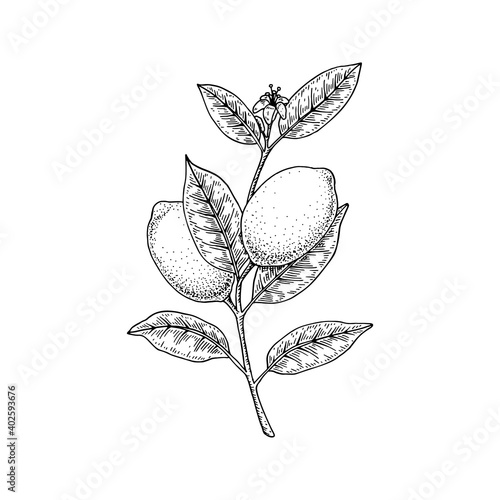 Hand drawn lemon branch isolated on white background. Vector illustration in sketch style. Immunity booster plant