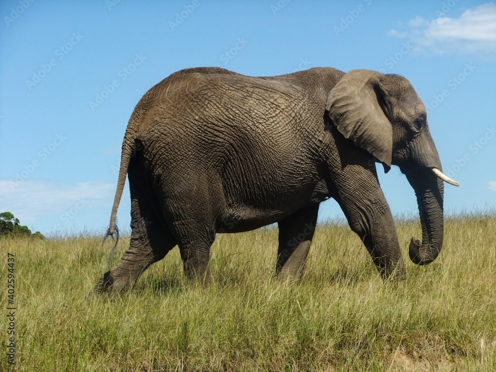 Fototapeta premium african elephant bull