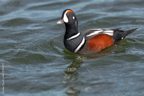 Valokuva Adult male Harlequin Duck Histrionicus histrionicus along the Atlantic Coast in