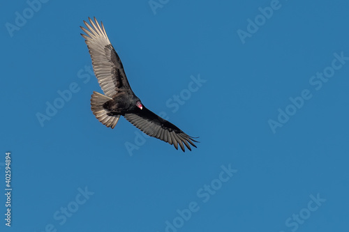 Adult Turkey Vulture soaring against a clear blue sky