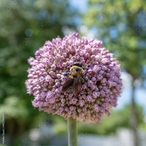 bee on a flower