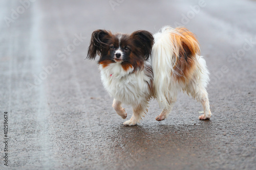 Ein süßer Papillon Hund