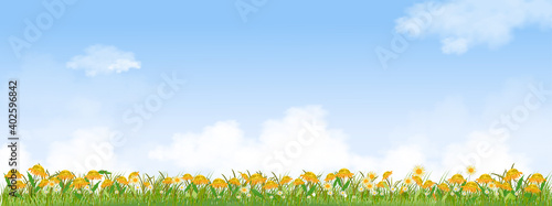 Summer nature with sky blue,fluffy cloud, sunflowers and green grass fields, Spring background with morning sky and yellow floers.Tamplate banner for Easter or Spring background