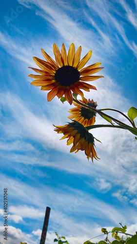 Garden flowers with green foliage.