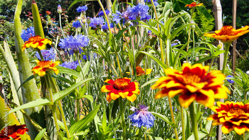 Garden flowers with green foliage.
