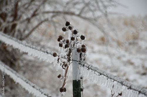 Ice on a Barbed Wire Fence photo