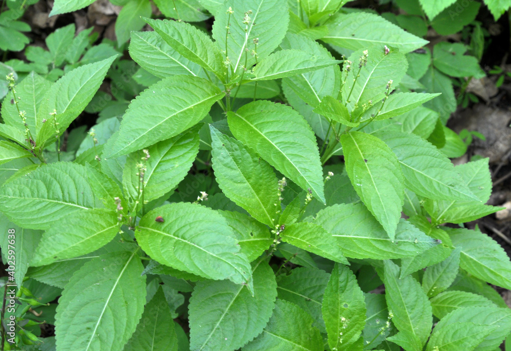 In the spring, Mercurialis perennis grows in the forest In the spring, Mercurialis perennis grows in the forest