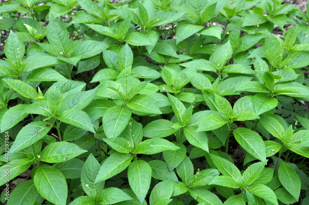 In the spring, Mercurialis perennis grows in the forest In the spring, Mercurialis perennis grows in the forest