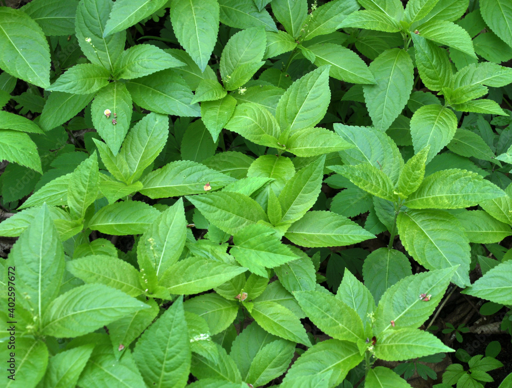 In the spring, Mercurialis perennis grows in the forest In the spring, Mercurialis perennis grows in the forest