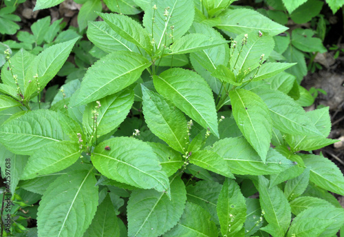 In the spring, Mercurialis perennis grows in the forest photo