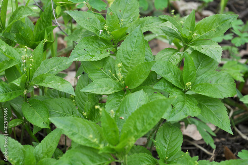 Wallpaper Mural In the spring, Mercurialis perennis grows in the forest Torontodigital.ca