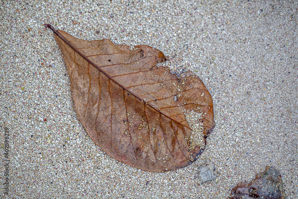 Closeup of sandy beach off the coast of roatan Closeup of sandy beach off the coast of roatan