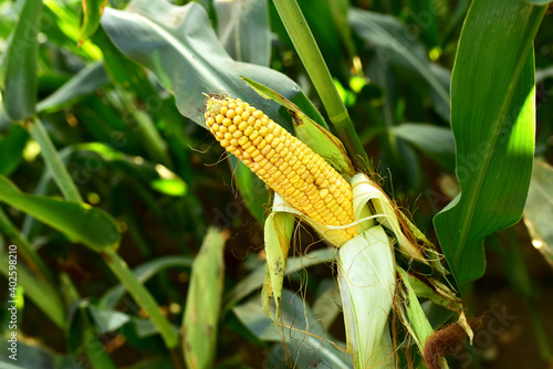 Yellow corn on a background of green bushes in the field. Farming concept. Growing vegetables and fodder for agriculture