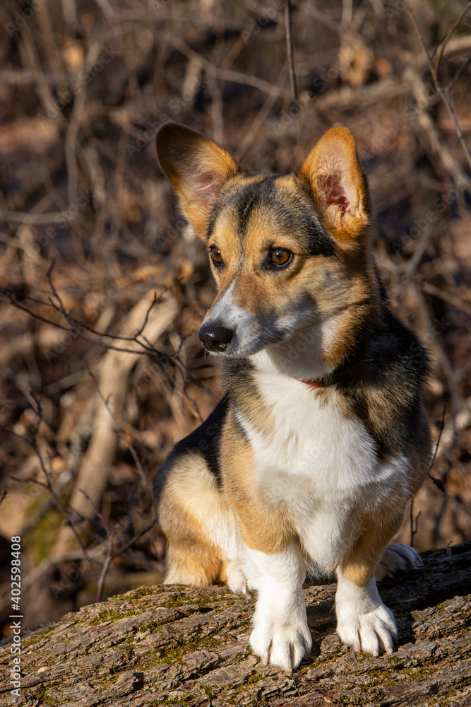 welsh pembroke corgi on a wisconsin park trail in fall