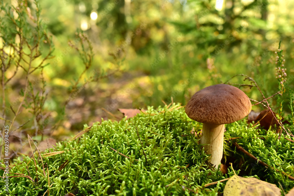 White mushroom in the forest against the background of green vegetation. Awesome boletus grows in wildlife. Porcini bolete mushrooms. Season for picked gourmet mushrooming. White mushroom in the forest against the background of green vegetation. Awesome boletus grows in wildlife. Porcini bolete mushrooms. Season for picked gourmet mushrooming.