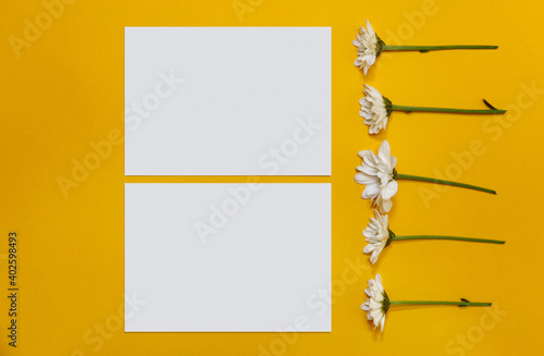 Two greeting cards mockup with chamomile. Empty postcards with space for text. Daisies on bright trendy color backdrop. Minimalism concept. Top view. Atmospheric moments.
