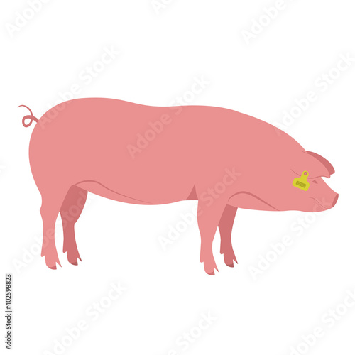 Colored silhouette of a pig with a tag on the ear. Pig farm, smart farm. Suitable for use in infographics, article design, advertising materials, presentations. Color vector simple illustration