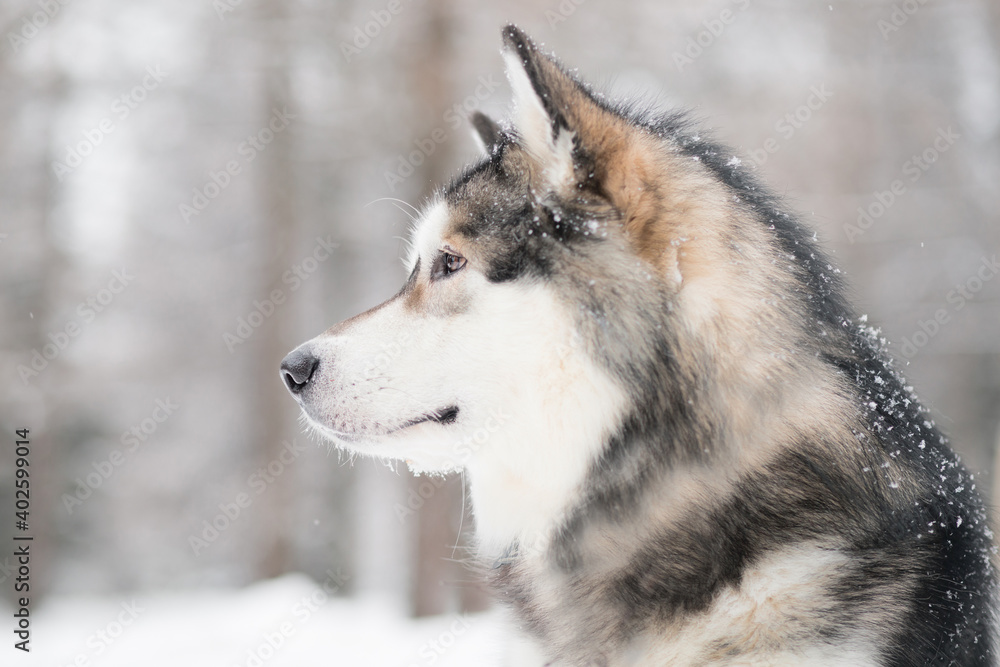 Young beautiful alaskan malamute looking forward in snow. Dog winter portrat Young beautiful alaskan malamute looking forward in snow. Dog winter portrat