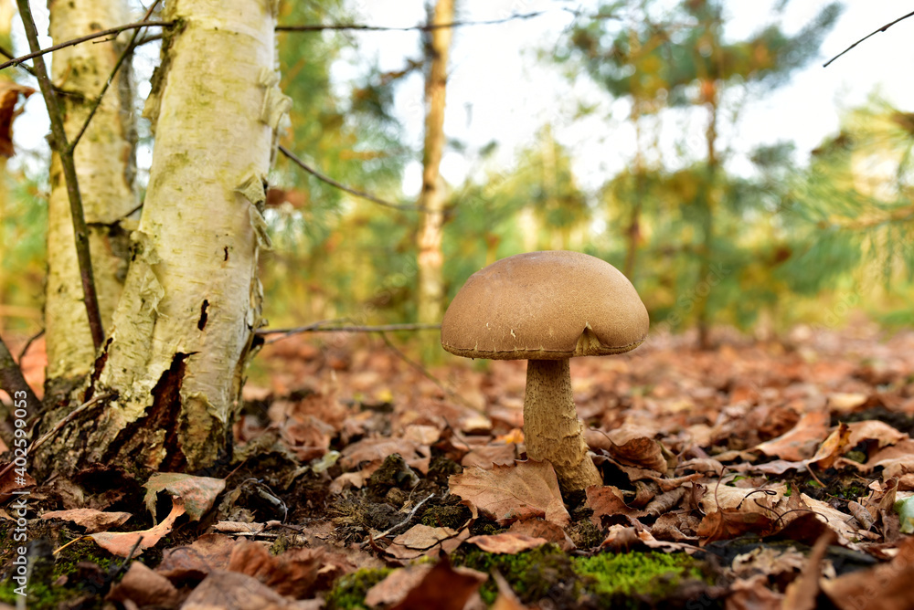 Edible brown cap boletus among the grass and moss in autumn forest. Awesome fungus Aspen Mushroom against the background of green vegetation. Rough-stemmed bolete grows in in wildlife. Birch bolete Edible brown cap boletus among the grass and moss in autumn forest. Awesome fungus Aspen Mushroom against the background of green vegetation. Rough-stemmed bolete grows in in wildlife. Birch bolete