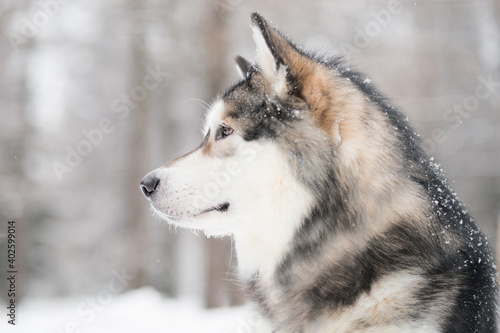 Young beautiful alaskan malamute looking forward in snow. Dog winter portrat