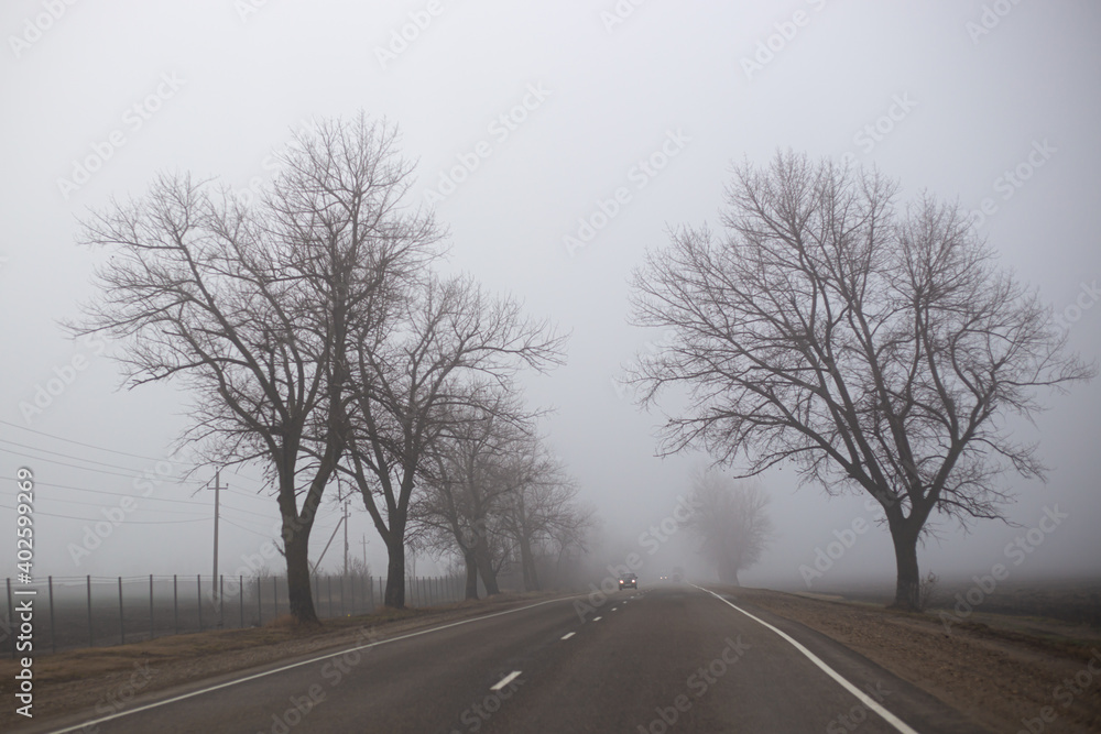 Fototapeta premium trees without leaves in the autumn in the fog by the road along which the car is driving in the distance. Dramatic mysterious landscape.