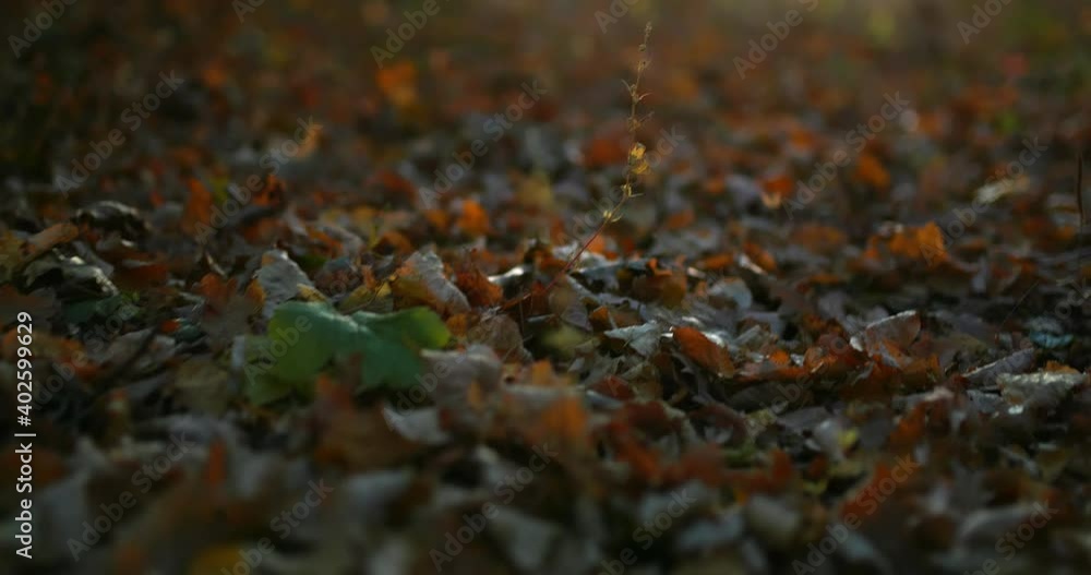 Close-up, autumn leaves lie on the grass. Autumn forest, dry brown leaves lie on the ground. 4k, ProRes Close-up, autumn leaves lie on the grass. Autumn forest, dry brown leaves lie on the ground. 4k, ProRes