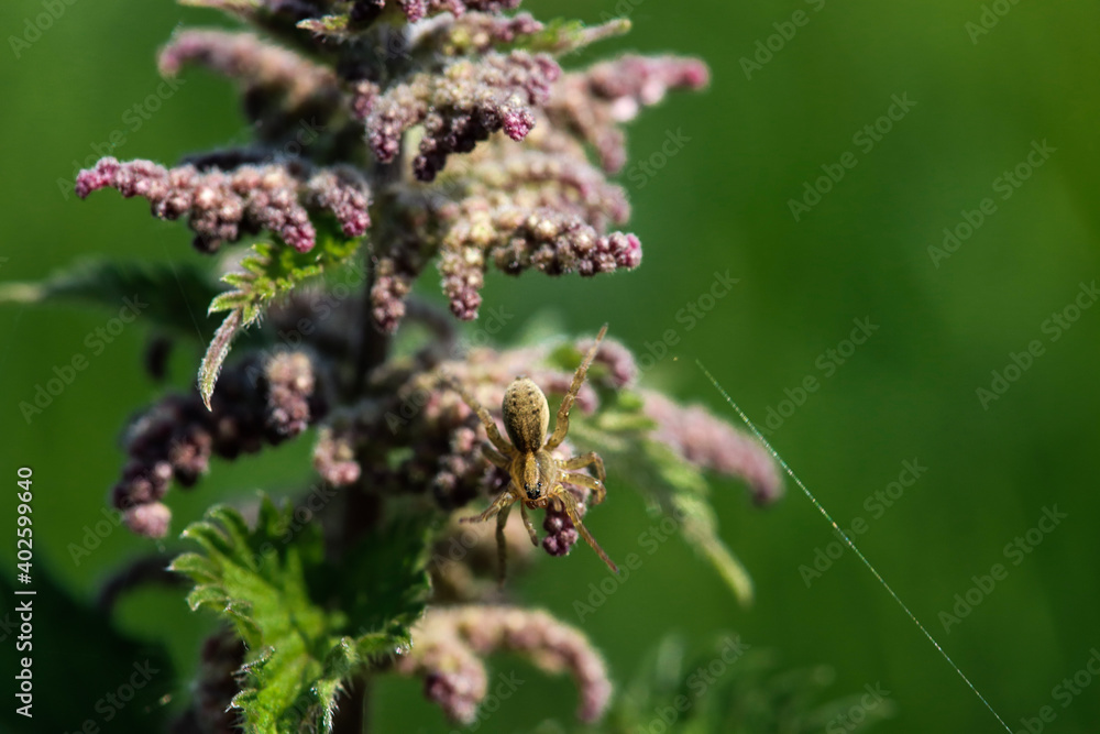 bee on a flower bee on a flower