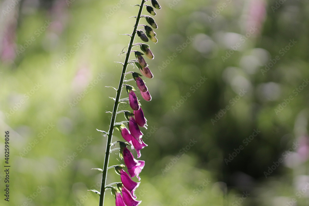 Fototapeta premium flowers in the garden