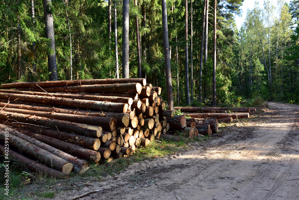 Piled pine tree logs  in forest. Stacks of cut wood. Wood logs, timber logging, industrial destruction. Forests illegal Disappearing. Environmetal concept, illegal deforestation.