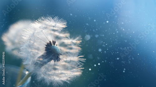 Macro dandelion at blue background. Freedom to Wish. Seed macro closeup. Goodbye Summer. Hope and dreaming concept. Fragility. Springtime. soft focus. Macro nature. © Serenkonata