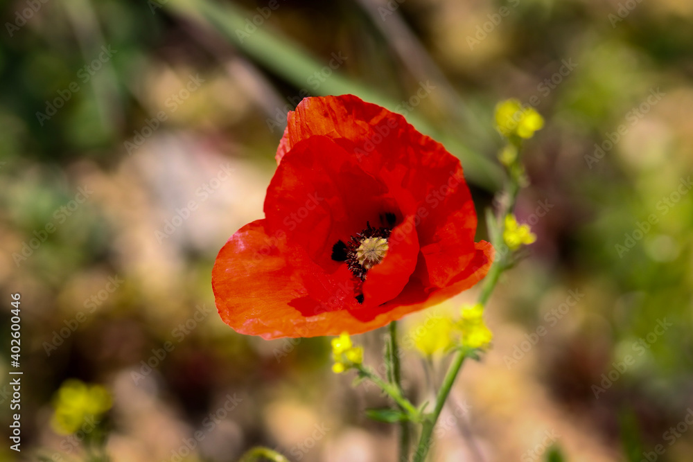red poppy flower red poppy flower