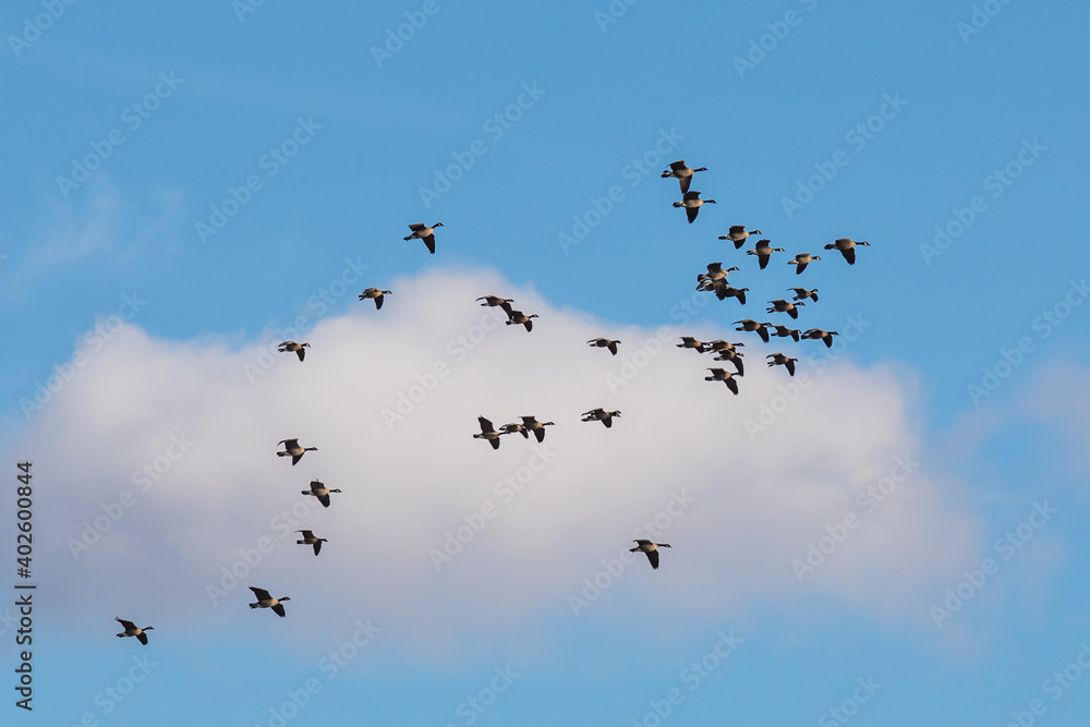 Flock of Canada Geese Bank Coming in for a Landing Against a Bright Blue Sky