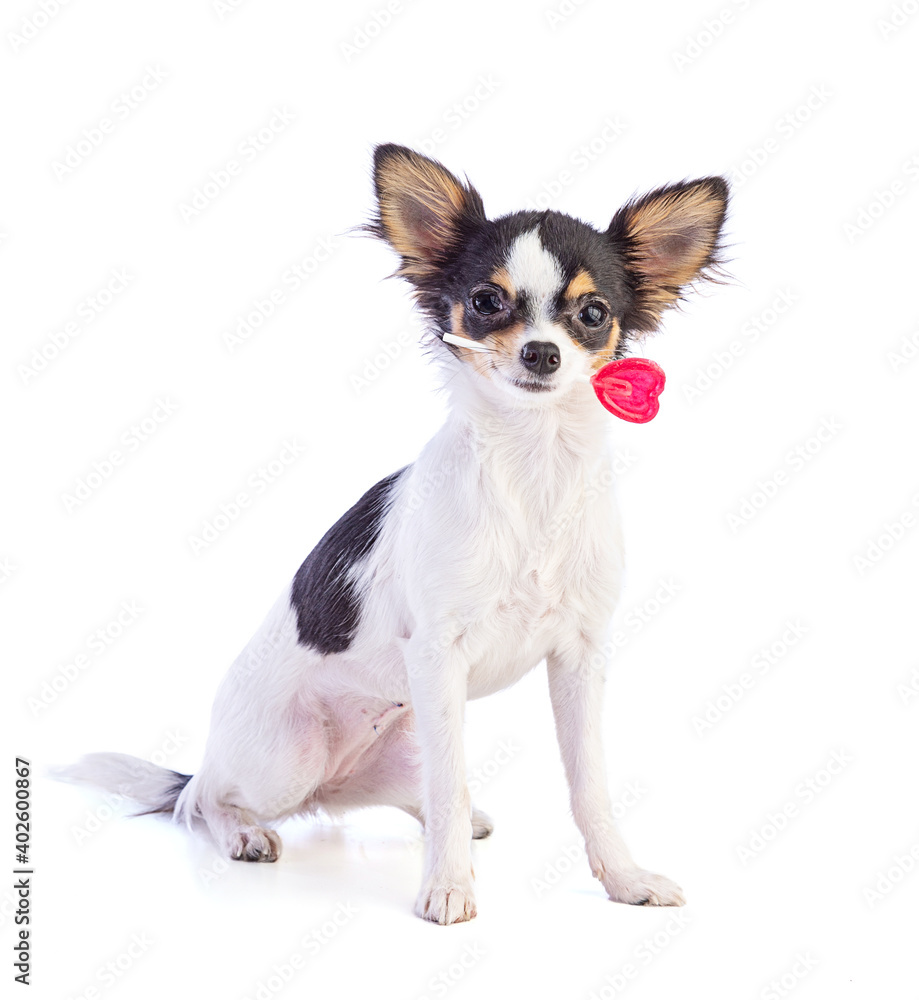 Young Chihuahua with a red heart shaped lollipop