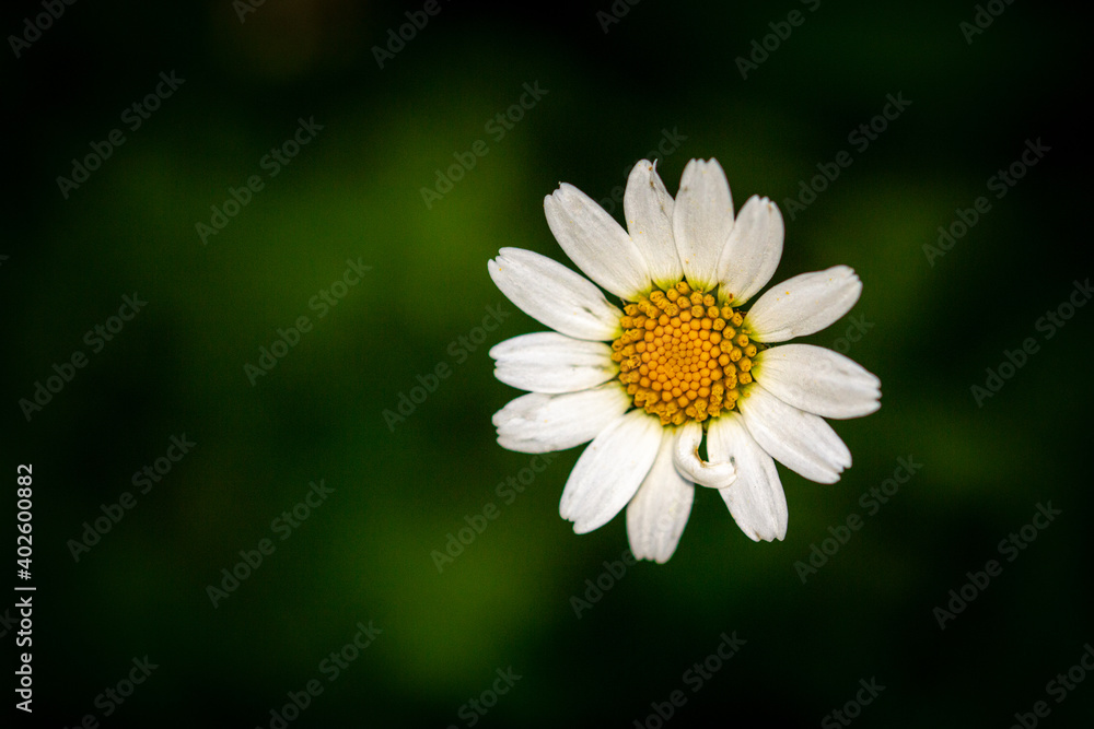 Gros plan sur une fleur de pâquerette blanche sur fond vert Gros plan sur une fleur de pâquerette blanche sur fond vert
