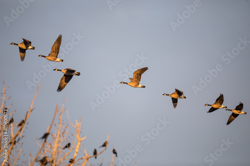 Flock of Cackling Geese Flying in Golden Evening Light