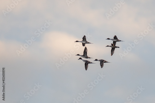 Flock of Beautiful Northern Pintails Circling forLanding in Golden Evening Light © Jeff Huth