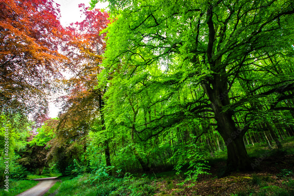 Obraz premium tree in the forest