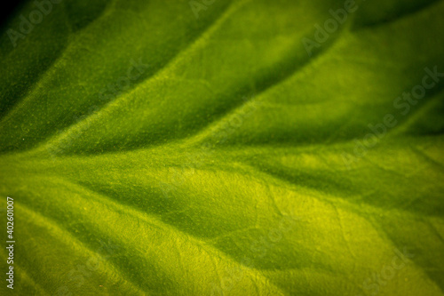 Macro sur les nervures d'une feuille verte photo