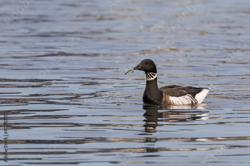 Black Brant Goose Forages for Eelgrass © Jeff Huth