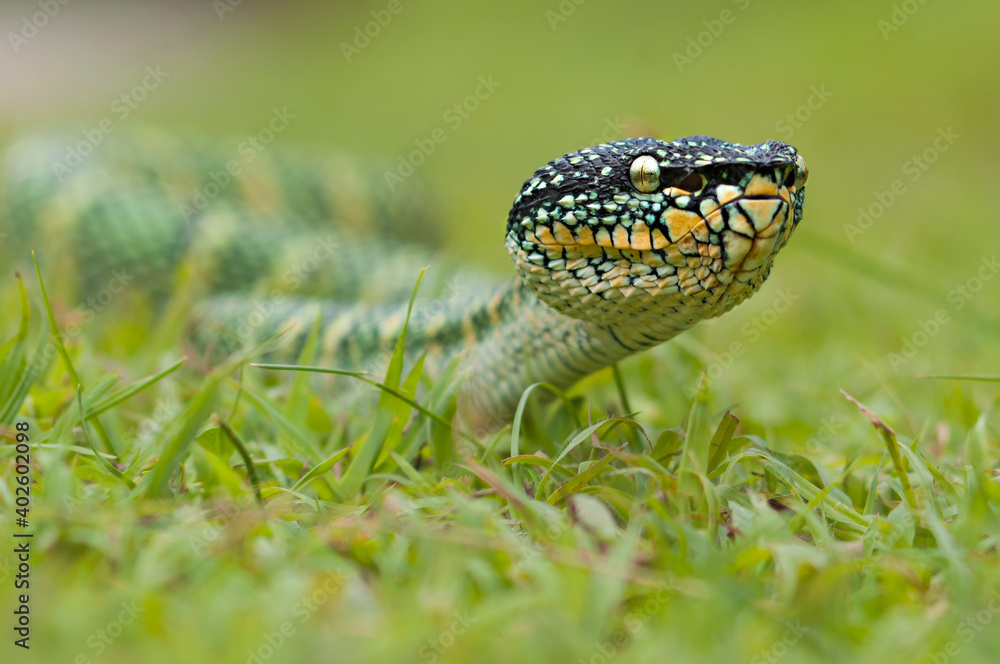 Obraz premium wagler's pit vipers or Tropidolaemus wagleri