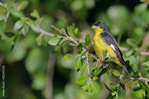 Lesser Goldfinch (Spinus psaltria) male perched, South Texas, USA