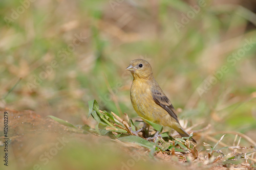 Lesser Goldfinch (Spinus psaltria) female, South Texas, USA