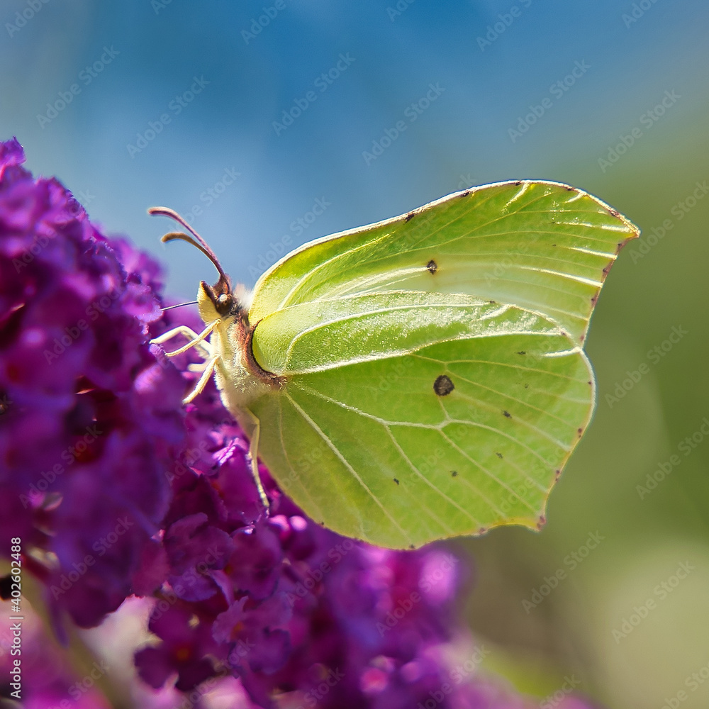 Schmetterling Zitronnenfalfter