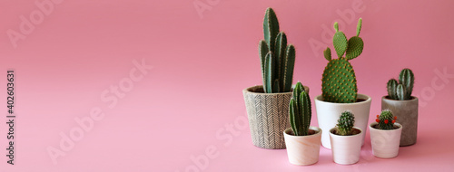 Oblong banner with various cactus plants on pink background