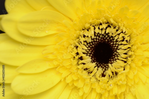 yellow flower macro