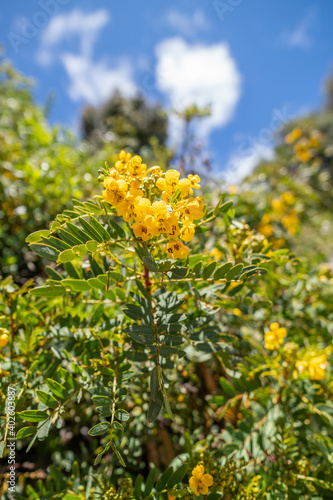 Yellow flowers