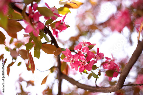 Low Angle View Of Pink Cherry Blossoms In Spring. Beautiful spring blossoming tree on sky background. Blooming garden on a sunny spring day.